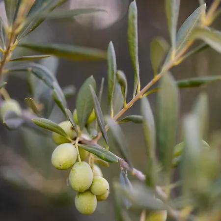 Дом отдыха Casa Da Magali