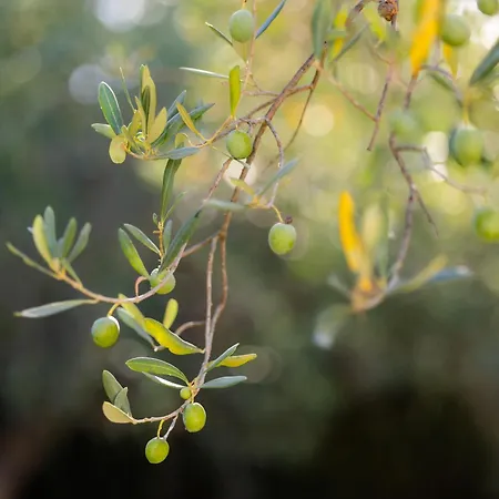 Дом отдыха Casa Da Magali